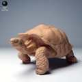 35130275_galapagos_tortoise_walk_2.jpg
