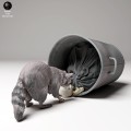 35130438_racoon_ground_trash_4.jpg