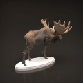 35130446_moose-3.jpg