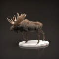 35130446_moose-6.jpg