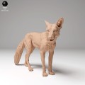 35130440_red_fox_2.jpg