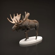 35130446_moose-7.jpg