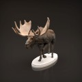 35130446_moose-8.jpg
