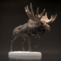 35130446_moose-9.jpg