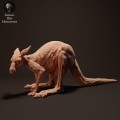 35130285_kangaroo-joey-puuch2-1.jpg