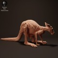 35130285_kangaroo-joey-puuch2-2.jpg