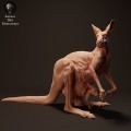 35130286_kangaroo-joey-puch-1.jpg