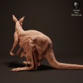 35130286_kangaroo-joey-puch-2.jpg