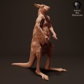 35130287_kangaroo-standing-2.jpg