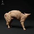 35130110_cat-hissing-2.jpg