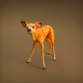 35130420_resize-baby-deer-1.jpg