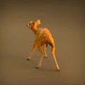 35130420_resize-baby-deer-5.jpg