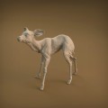 35130420_resize-baby-deer-9.jpg