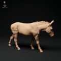 35130334_donkey-2.jpg