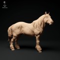 35130347_suffolk-punch-horse-mare-stand-1.jpg