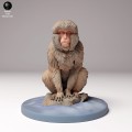 35130293_snow_monkey_sitting_4.jpg