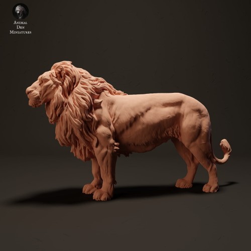 lion-1.jpg