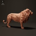 lion-2.jpg