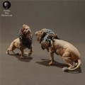 lions-fight-3.jpg