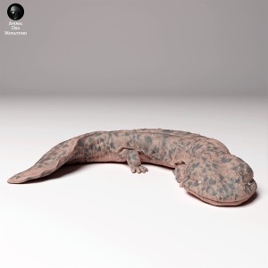 Salamandra olbrzymia japońska - 1 sztuka - 1:48