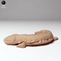 35130294_japanese_giant_salamander_1.jpg