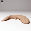 35130294_japanese_giant_salamander_3.jpg
