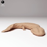 35130294_japanese_giant_salamander_3.jpg