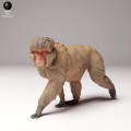35130289_snow_monkey_4.jpg