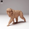 35130289_snow_monkey_3.jpg