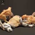 lionesses-vs-hyenas-5.jpg