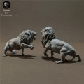 lions-fight-5.jpg
