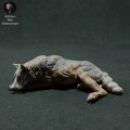 iberian-wolf-sleep-1.jpg