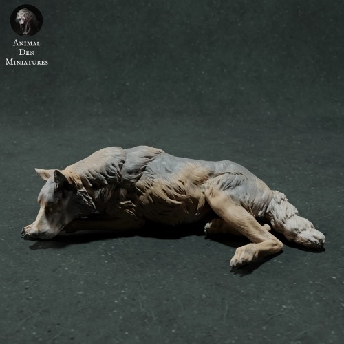 iberian-wolf-sleep-1.jpg