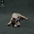 iberian-wolf-sleep-2.jpg