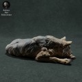 iberian-wolf-sleep-3.jpg