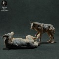 iberian-wolves-play-1.jpg
