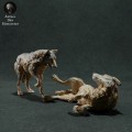 iberian-wolves-play-2.jpg