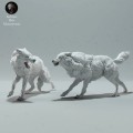 arctic-wolves-fight-1.jpg