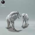 arctic-wolves-fight-2.jpg