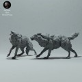 arctic-wolves-run-4.jpg