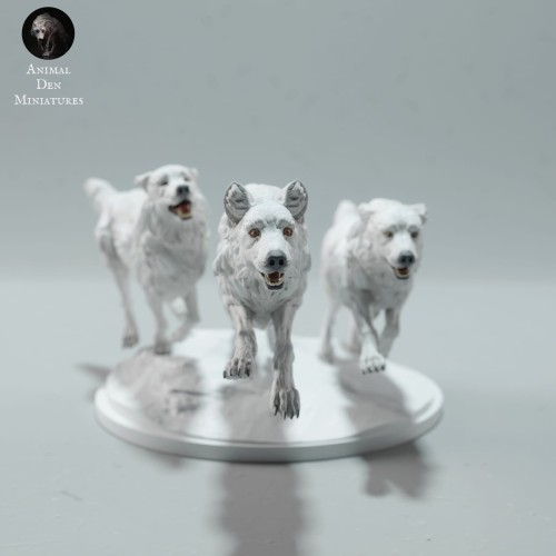 arctic-wolves-run-2.jpg