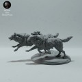 arctic-wolves-run-4.jpg