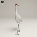 35130540_Greater Sandhill Crane 3.jpg