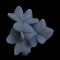 Oxalis_clover_03_Small_Supportless.png