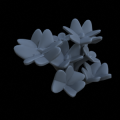 Oxalis_clover_06_Small_Supportless.png