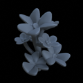 Oxalis_clover_07_Small_Supportless.png