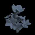 Oxalis_clover_08_Small_Supportless.png