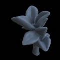 Terrain_Plant_Peperomia_1.png