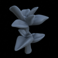 Terrain_Plant_Peperomia_2.png