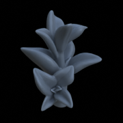 Terrain_Plant_Peperomia_4.png